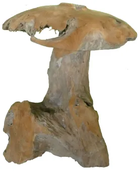 Pilz, Höhe ca. 40 cm. Hergestellt aus Teakholz Wurzel (Plantage). Modell M ist 40cm hoch, Durchmesser 30cm - 5 kg. 